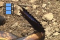 Sene 28_Morpho 15 Morpho moving around rotten banana bait